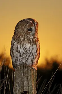 Dusk Prints: Tawny Owl - on post at sunset - Bedfordshire UK 008103