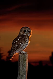 Dusk Collection: Tawny Owl - on post at sunset - Bedfordshire UK 008115