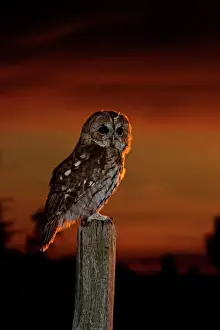 Dusk Prints: Tawny Owl - on post at sunset - Bedfordshire UK 008115