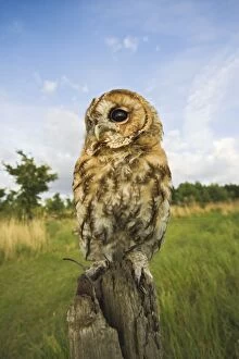 Tawny owl - with prey on post