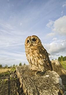 Tawny owl - with prey on stump