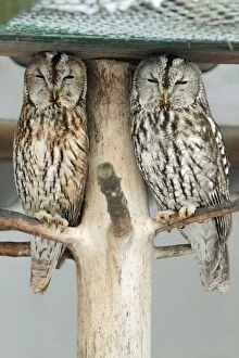 Images Dated 1st February 2010: Tawny Owl - two resting during daytime