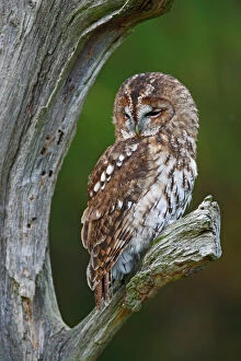 Tawny Owl - resting on dead tree