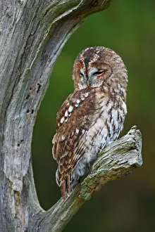 Owls Prints: Tawny Owl - resting on dead tree 8616