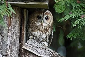 Images Dated 10th October 2009: Tawny Owl - roosting by shed 8390