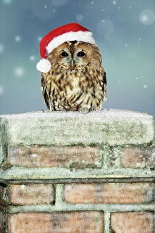 Tawny Owl - sitting on snowy chimney wearing Christmas hat