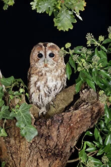 Tawny owl - sitting in tree