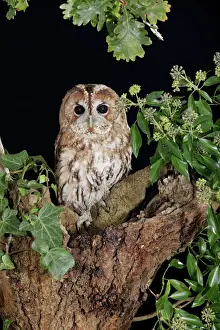 Night Prints: Tawny owl - sitting in tree Bedfordshire UK 006550