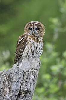 Images Dated 3rd May 2009: Tawny Owl - on stump - Bedfordshire - UK 007120