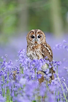 Tree Stumps Gallery: Tawny Owl - on stump in bluebell wood