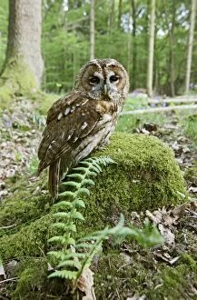 Images Dated 2nd May 2009: Tawny Owl - on stump in woodland