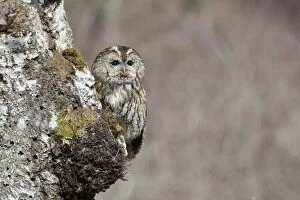 Aluco Gallery: Tawny Owl on Tree - Cornwall - UK