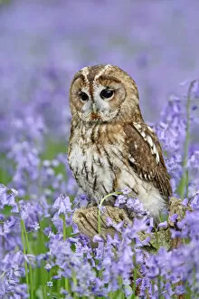 UK Wildlife Collection: Tawny Owl - on tree stump in bluebell wood - Bedfordshire - UK 007286