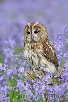 Owls Prints: Tawny Owl - on tree stump in bluebell wood - Bedfordshire - UK 007286