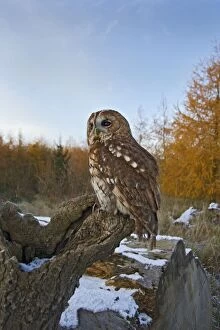Aluco Gallery: Tawny Owl - in winter