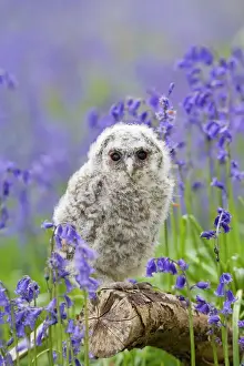 Tawny owl - youngster in bluebell woodland Bedfordshire UK 005516