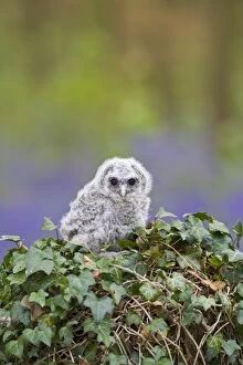 Tawny owl - youngster in bluebell woodland resting on ivy