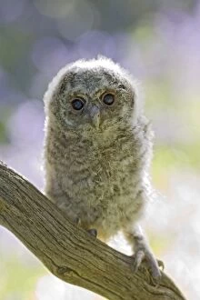 Images Dated 6th May 2008: Tawny owl - youngster on branch in bluebell woodland Bedfordshire UK 005529