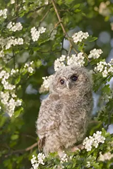 Expressioins Prints: Tawny owl - youngster in may blossom Bedfordshire UK 005542