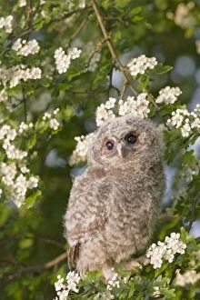 Images Dated 10th May 2008: Tawny owl - youngster in may blossom Bedfordshire UK 005542