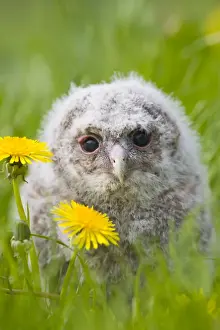 Expressioins Prints: Tawny owl - youngster in meadow Bedfordshire UK 005504