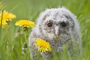 Tawny owl - youngster in meadow Bedfordshire UK 005505