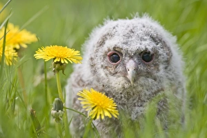 Images Dated 3rd May 2008: Tawny owl - youngster in meadow Bedfordshire UK 005505