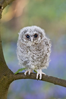 Tawny owl - youngster on sycamore branch in bluebell woodland Tawny owl - youngster on sycamore branch in bluebell woodland