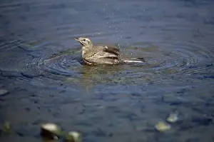 Tawny Pipit - bathing