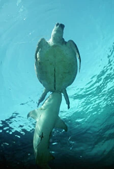 Underside Collection: Tawny Shark - attacking dead turtle Raine Island, Gt. Barrier Reef, Australia