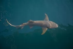 Sharks Collection: Tawny Shark - Off Raft Point Kimberley coast, Western Australia