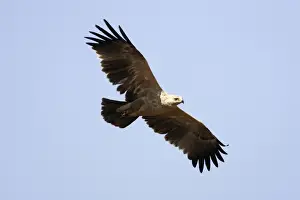 Tawny / Steppes Eagle - pale form Yabelo - Ethiopia