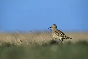 Dotterel Prints: Tawny Throated Dotterel