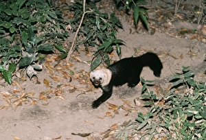 Images Dated 31st January 2011: Tayra FG 3954 Eira barbara © Francois Gohier / ardea.com