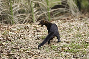 Images Dated 4th September 2006: Tayra Heath River Amazon Peru