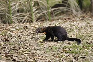 Images Dated 4th September 2006: Tayra Heath River Amazon Peru