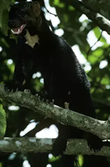 Tayra - male in rainforest - Guyana - South America