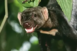 Tayra NG 261 Male in rainforest, Guyana, South America. Eira babbara © Nick Gordon / ardea. com