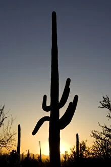 TD-1734 Giant Saguaro - Symbol of the American Southwest and indicator of the Sonoran Desert. At sunset