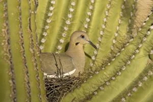 TD-1757 White-winged Dove - Sitting on the nest which is well protected by the spines of a Giant Saguaro cactus