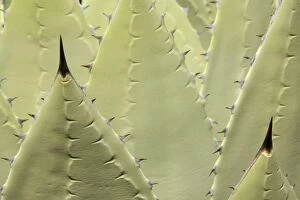 Agaves Gallery: TD-1799