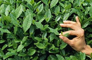 Gathering Gallery: Tea - picking / harvesting for green tea