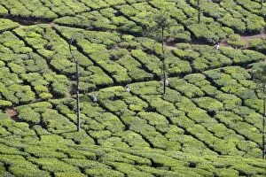 Images Dated 16th March 2015: Tea Plantation
