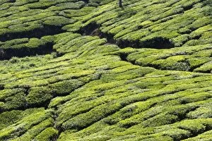 Images Dated 16th March 2015: Tea Plantation