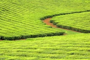 Tea Plantation - brightly green tea bushes stretch over a hilly landscape