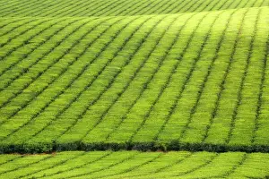 Plantations Prints: Tea Plantation - brightly green tea bushes stretch over a hilly landscape