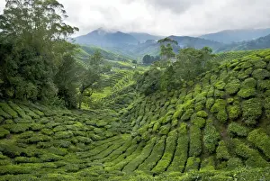 Plantations Prints: Tea plantation - Cameron highlands - Malaysia