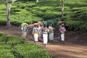 Images Dated 18th March 2015: Tea Plantation workers