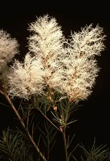 Tea Tree - flowers PLA01546