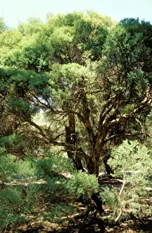 Medicinal Prints: Tea-tree - source of tea-tree oil Australian National Botanic Gardens